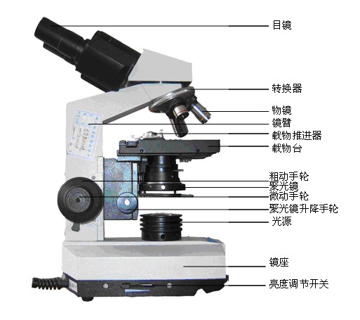 显微镜是谁发明的?显微镜结构图-西域